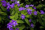 Amethyst Flower, bush violet